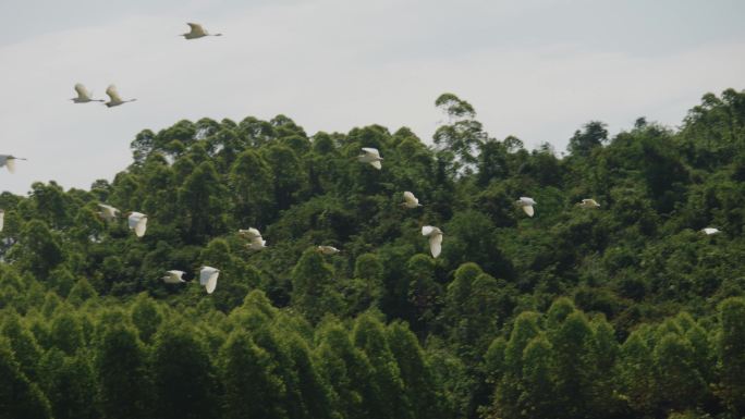 群鸟飞翔和谐自然生态环境