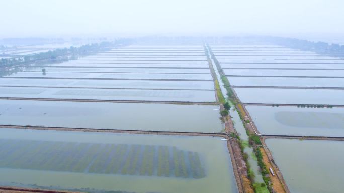 河蟹养殖水产养殖江南水乡生态养殖