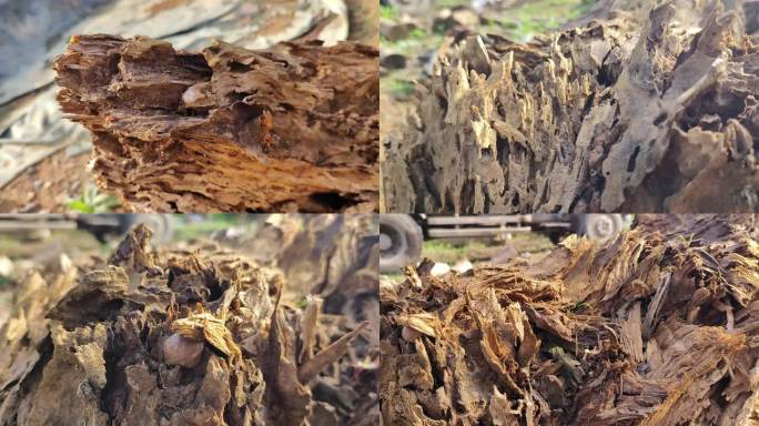 朽木腐木白蚁蛀蚀虫蛀树木虫害白蚁危害树干