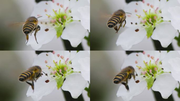 蜜蜂在梨花前飞舞的升格特写
