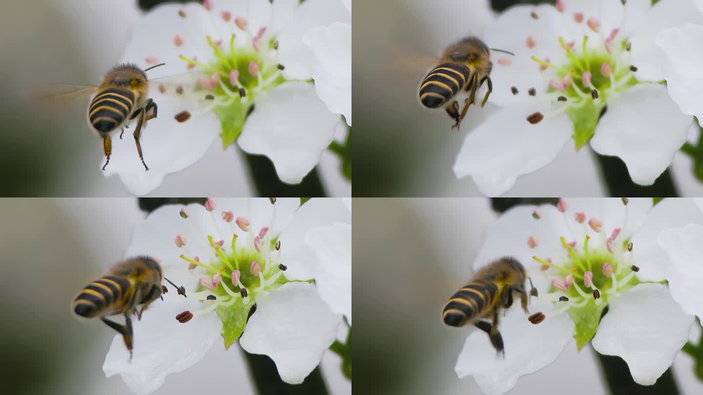 蜜蜂在梨花前飞舞的升格特写