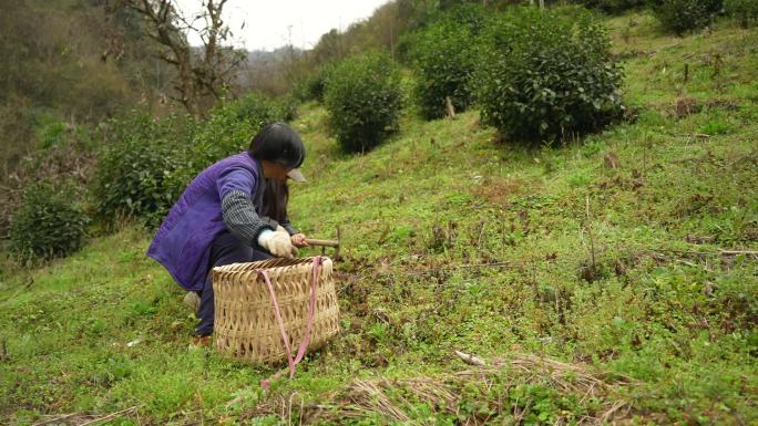 山区 农村 挖野菜