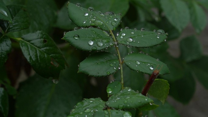 大雨将至巴山深处 陕南 自然空镜 花草