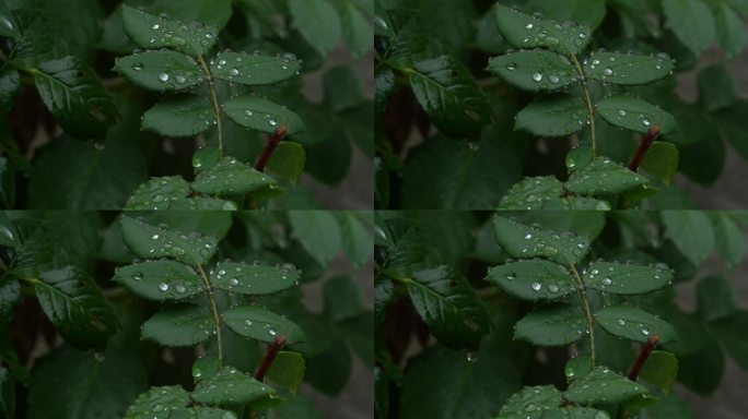 大雨将至巴山深处 陕南 自然空镜 花草