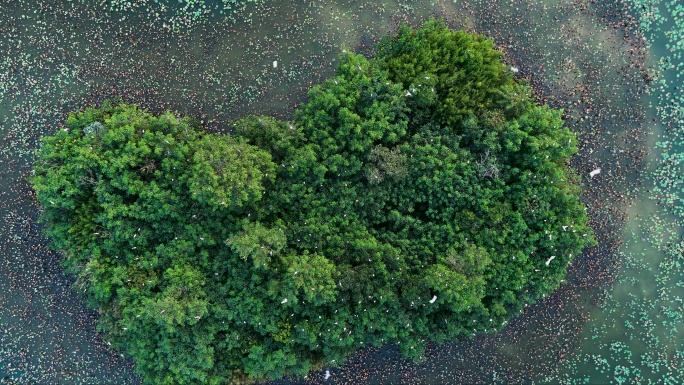 厦门集美双溪湿地公园风光