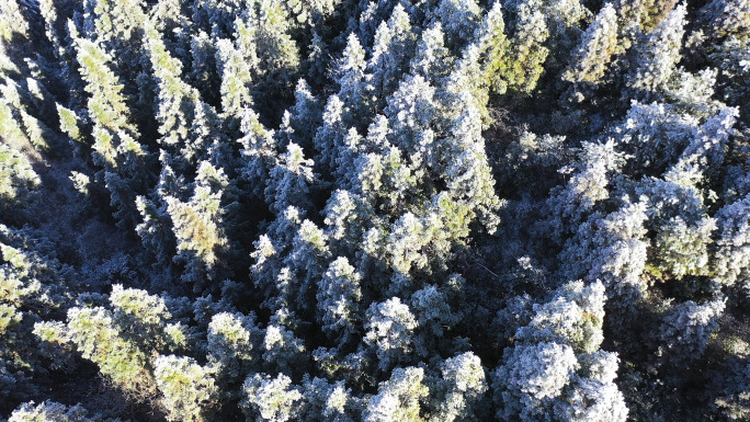 俯瞰林海雪原雪景森林航拍