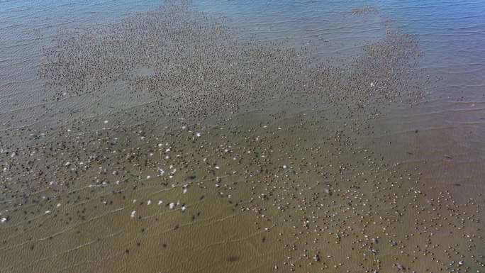 黄河口生态湿地壮观鸟浪奇观