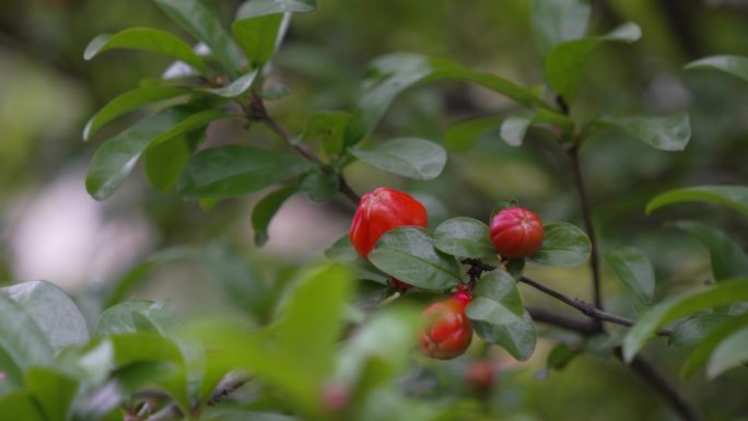 石榴花 石榴花苞