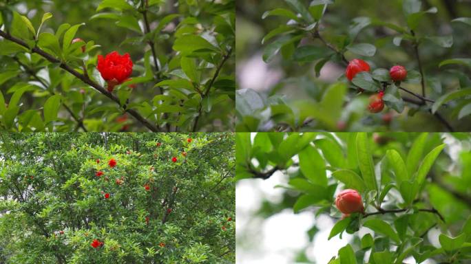 石榴花 石榴花苞