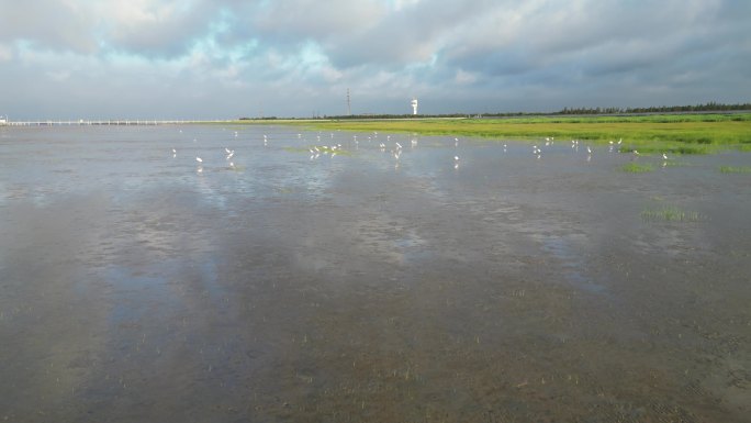 横沙岛 长江边 飞翔的白鹭 滩涂 日出