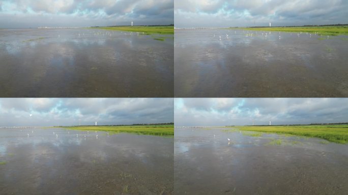 横沙岛 长江边 飞翔的白鹭 滩涂 日出