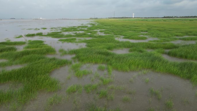 横沙岛   白鹭