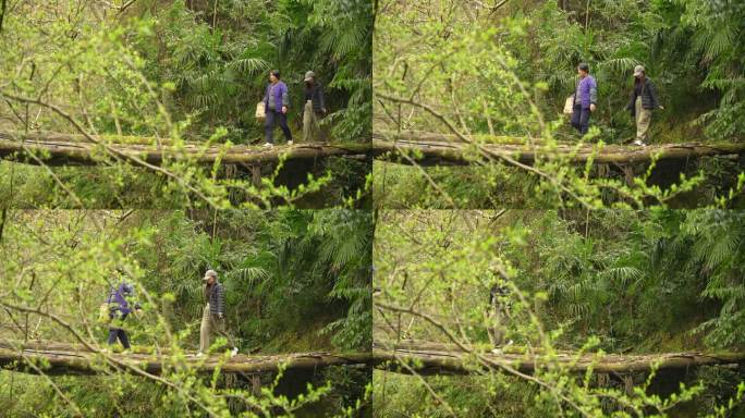 山区 农村 挖野菜