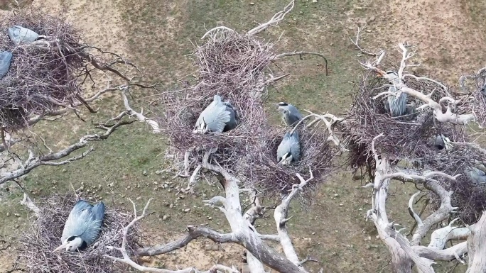 一群苍鹭在大树上筑巢育雏