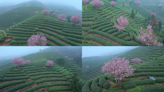 春天雨后清晨晨雾下的杭州樱花茶园风景航拍