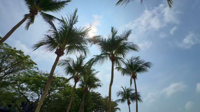 海边椰子树透出阳光2