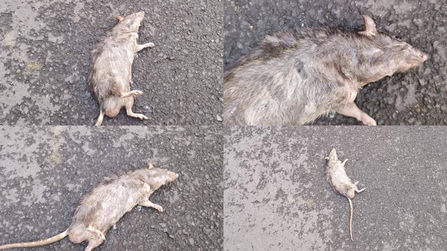 老鼠尸体 地面上的动物僵尸 死老鼠动物尸