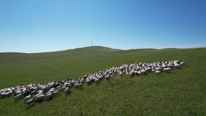 内蒙古乌拉盖草原群羊风光航拍