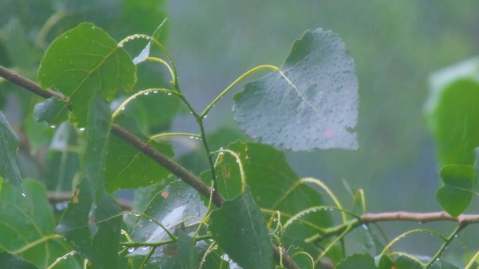 城市下暴雨下雨天雨水雨滴植物树叶子树木雨