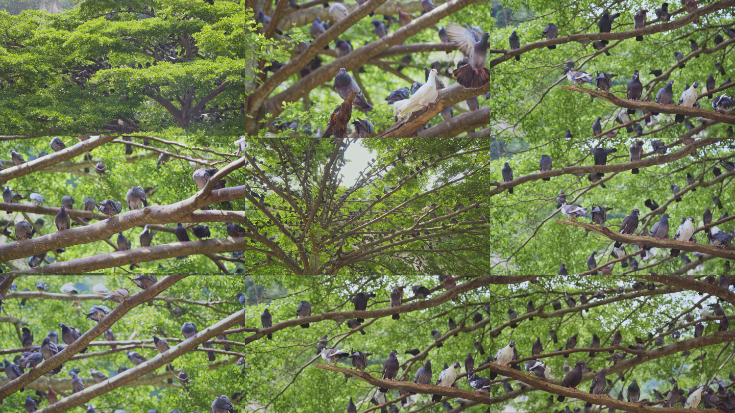 【原创4K】密集的站满乌泱泱鸽子的一颗树