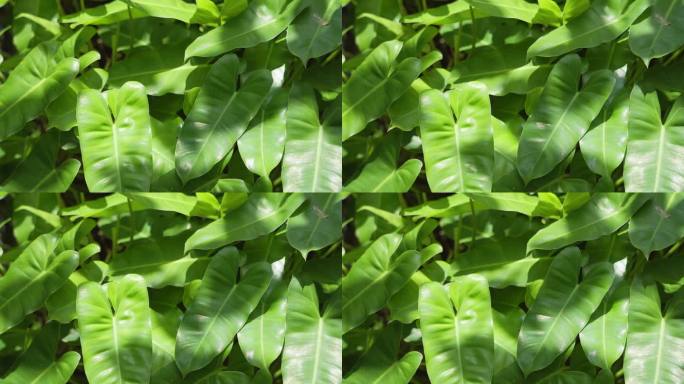 【原创4K】热带雨林生态植物绿帝王蔓绿绒
