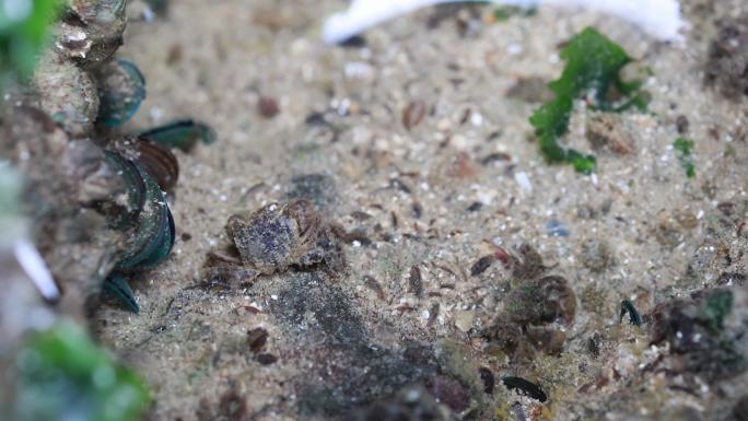 4K微距摄影海里的螃蟹