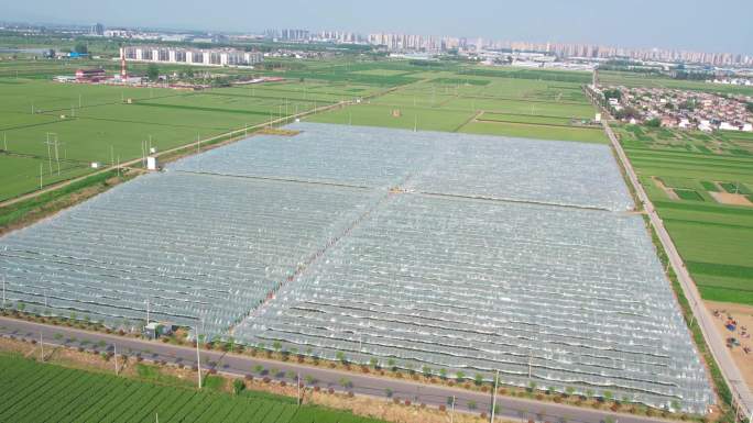 种植基地 农业基地 航拍西瓜大棚