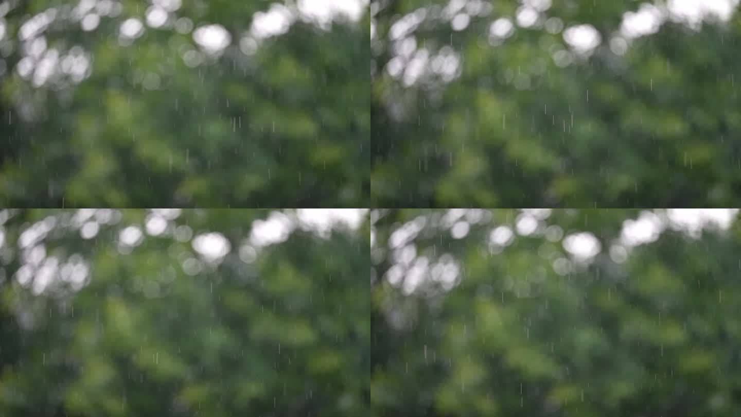 春天夏天下雨水谷雨雨滴节气自然绿色森林色