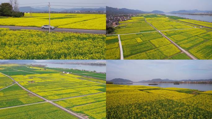 杭州新桐乡油菜花田 蔚来汽车和油菜花海