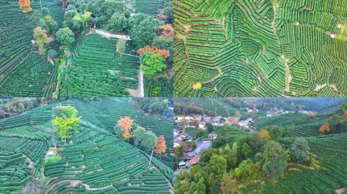 唯美杭州西湖龙井茶文化景区航拍茶园地茶叶