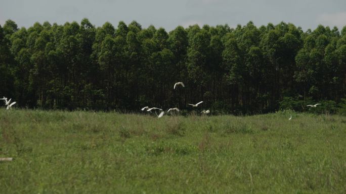 绿草地动物牛飞鸟群鸟鸟群飞翔起飞