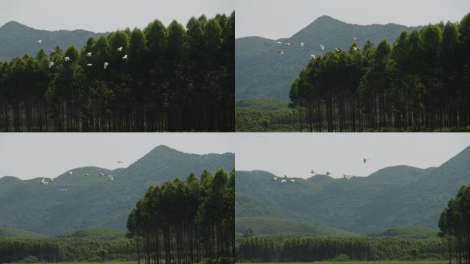 鸟飞鸟飞翔鸟飞鸟群白鹭群鸟和谐自然