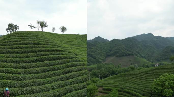 乡村振兴 茶山 绿水青山