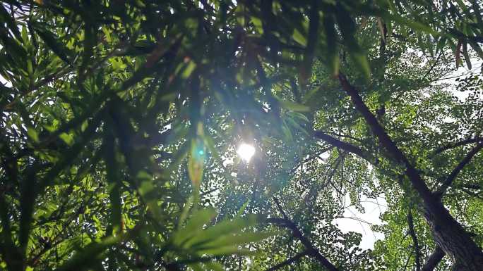 阳光透过竹林森林
