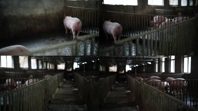陕南农村养猪养殖