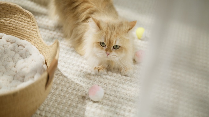 猫布偶宠物玩地毯小朋友儿童逗猫幸福开心