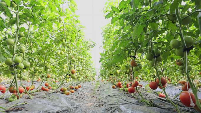 现代化农业蔬菜西红柿大棚种植4K实拍视频
