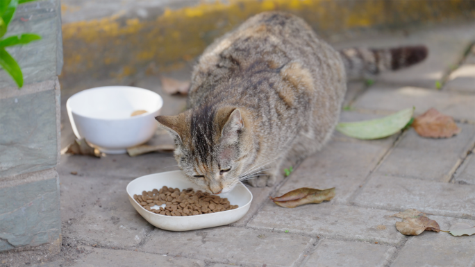 流浪猫投喂爱护动物