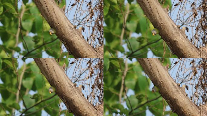 繁殖期的雌性花头鹦鹉探出树洞
