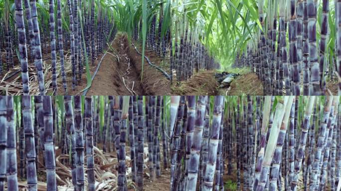 广西农产品甘蔗种植 蔗糖生产