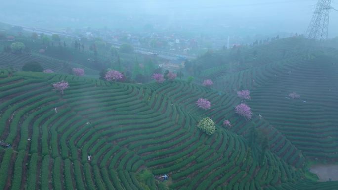 春天雨后清晨晨雾下的杭州樱花茶园风景航拍