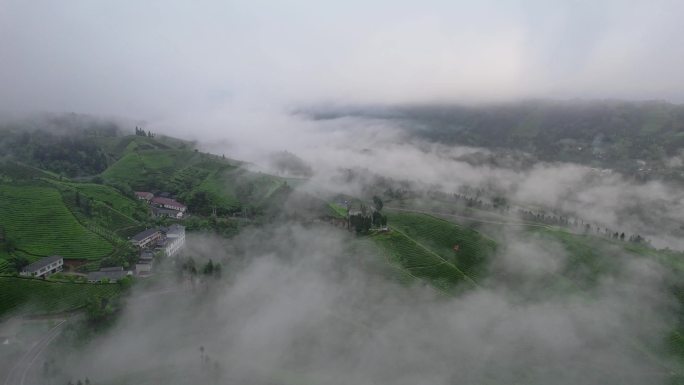 湖北恩施木耳山茶园航拍