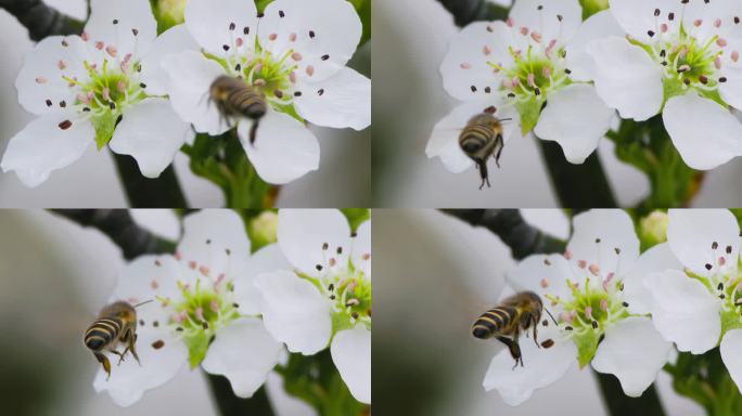 梨花盛放，蜜蜂飞舞的春日赞歌 【升格】