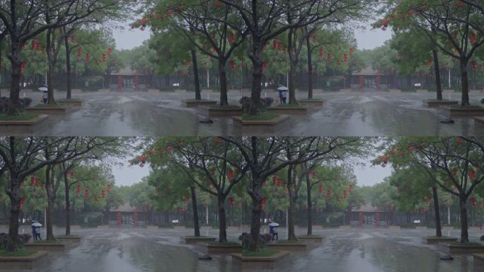 4K实拍，顺德顺峰山公园雨中古树古建筑群