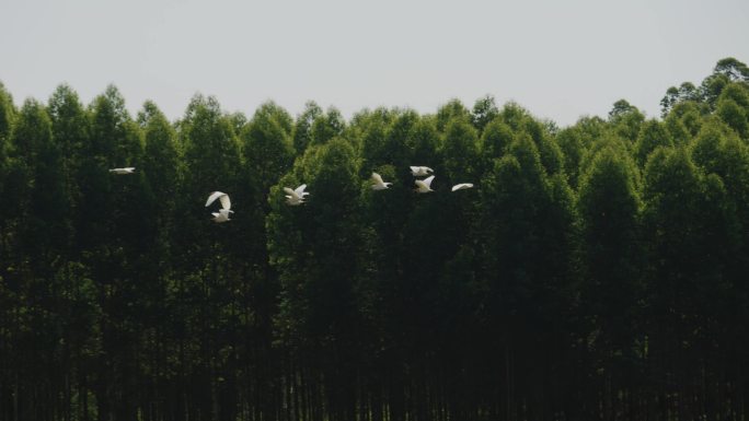 林间飞鸟鸟群飞翔群鸟鸟群