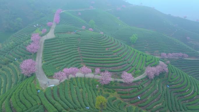 春天雨后清晨晨雾下的杭州樱花茶园风景航拍