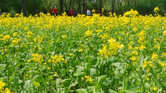 郊外盛开的油菜花 假日经济 休闲生活