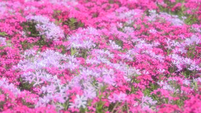 夏天路边野花