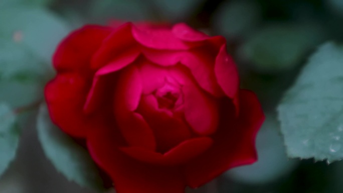 4K红玫瑰