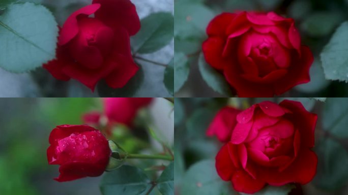 4K红玫瑰